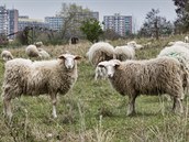 U Milíovského rybníka spásá trávu 200 ovcí a jehat. V prbhu jara a léta...