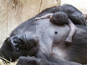 Goril samice Shinda se pouh den po porodu svho prvorozenho mldte chov...