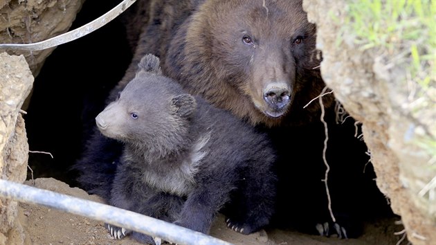 V brnnsk zoo poprv z brlohu vylezlo mld medvda kamatskho (28. dubna 2015)
