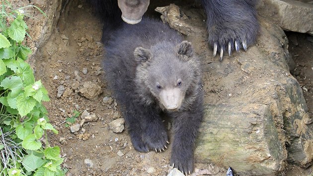 V brnnsk zoo poprv z brlohu vylezlo mld medvda kamatskho (28. dubna 2015).