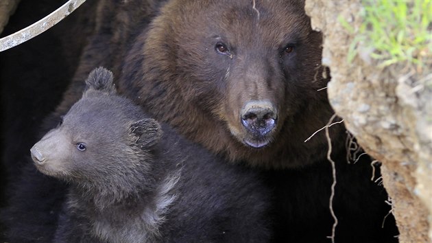 V brnnsk zoo poprv z brlohu vylezlo mld medvda kamatskho (28. dubna 2015).