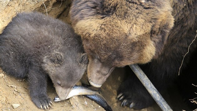 V brnnsk zoo poprv z brlohu vylezlo mld medvda kamatskho (28. dubna 2015).