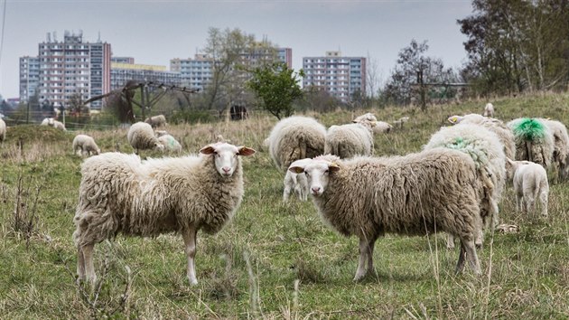 U Milovskho rybnka sps trvu 200 ovc a jehat. V prbhu jara a lta bude stdo rozdlen na ti men, kter budou spsat prask louky ve zvlt chrnnch zemch (20. dubna 2016).