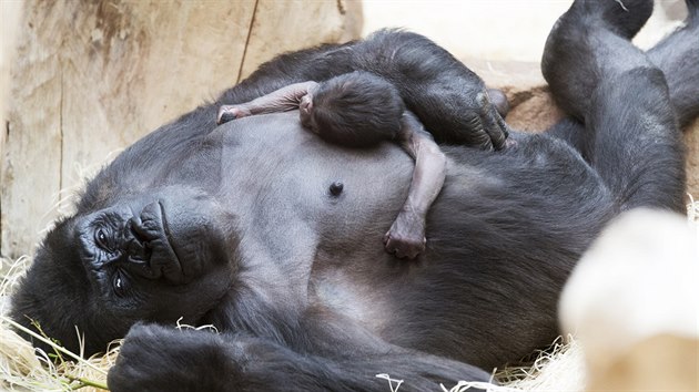Goril samice Shinda se pouh den po porodu svho prvorozenho mldte chov jako zkuen matka. (24. 4. 2016)