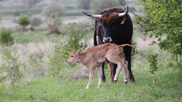 V Přírodní rezervaci Milovice se narodil první český pratur, který je součástí projektu zpětného šlechtění