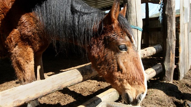 Z usedlosti v osad Mnk na Olomoucku nechala litovelsk radnice na popud veterinrn sprvy odvzt kon tran nkolik msc hlady. Zamili do nhradn pe.