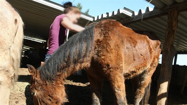 Z usedlosti v osad Mnk na Olomoucku nechala litovelsk radnice na popud veterinrn sprvy odvzt kon tran nkolik msc hlady. Zamili do nhradn pe, kvli obavm z majitele kon si zapojen lid pli zachovat plnou anonymitu.