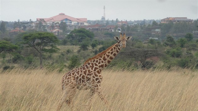 Nairobi - safari za humny - irafa