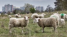 Ovce spásají trávu teba i ve zvlát chránných územích v okolí Milíovského rybníka na jiním okraji Prahy.