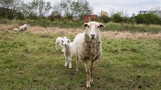 Ovce spásají trávu teba i ve zvlát chránných územích v okolí Milíovského rybníka na jiním okraji Prahy.