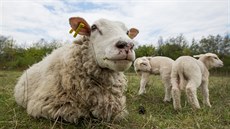 Ovce spásají trávu teba i ve zvlát chránných územích v okolí Milíovského rybníka na jiním okraji Prahy.