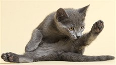 Kočky si trénují břišní svaly i při každodenní hygieně. Kočky si trénují břišní svaly i při každodenní hygieně.