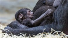 K obrovské radosti celé praské zoo to vypadá, e je mlád ivotaschopné a...