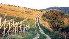 Jedním ze zázraků Pálavy je hvozdík Lumnitzerův pálavský, endemit, který nikde... Jedním ze zázraků Pálavy je hvozdík Lumnitzerův pálavský, endemit, který nikde...