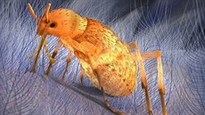 Pseudopulex jurassicus, zřejmě obří jurská blecha, sající krev opeřeným... Pseudopulex jurassicus, zřejmě obří jurská blecha, sající krev opeřeným...