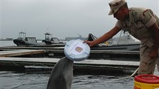 Výcvik delfín amerického námonictva