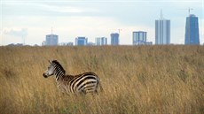 Nairobi - národní park, zebra