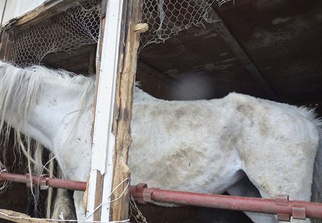 Veterinái pi kontrole v Mezihoí objevili kon, kteí mli vystouplé kosti a...