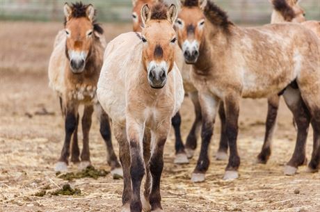 Díky nov podepsané dohod s organizací Xinjiang Przewalski Wild Horse Breeding...