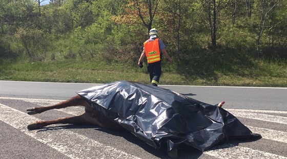 Pondlní provoz na 22 kilometru dálnice D8 zastavili dva zabhlí býci. Policie...