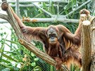 Orangutan samec Gempa do Prahy picestoval ped necelmi pti lety jako mld,...