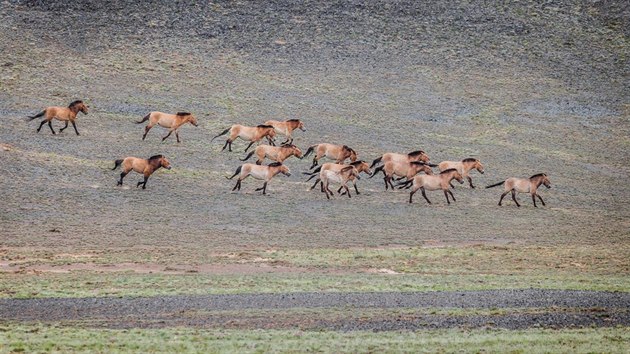 Dky nov podepsan dohod s organizac Xinjiang Przewalski Wild Horse Breeding and Research Center (WHBC) se chov kon Pevalskho roz z Mongolska i na zem ny