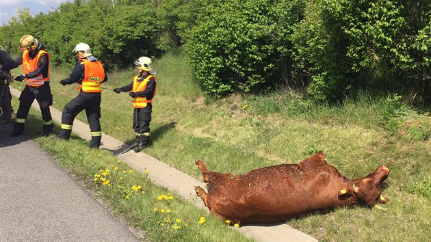 Pondln provoz na 22 kilometru dlnice D8 zastavili dva zabhl bci. Policie je zastelila (2.5.2016)