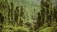 Lesy Národního parku Similipal ve východoindickém státu Orissa