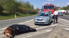 Pondlní provoz na 22 kilometru dálnice D8 zastavili dva zabhlí býci. Policie...