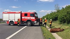 Pondlní provoz na 22 kilometru dálnice D8 zastavili dva zabhlí býci. Policie...