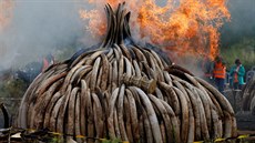 Keský prezident Uhuru Kenyatta v sobotu zapálil 105 tun slonoviny a pes tunu...