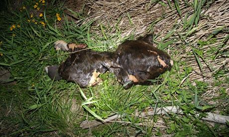 Torzo uhynulého bobra evropského, které nael náhodný kolemjdoucí u Horní...