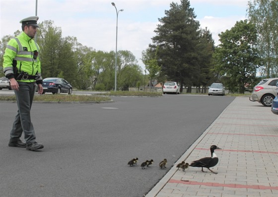 Kachna s mláaty dostala na cestu k ece policejní doprovod.