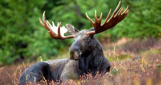 Dosplý samec losa evropského trumfne hmotností i majestátního jelena tém...