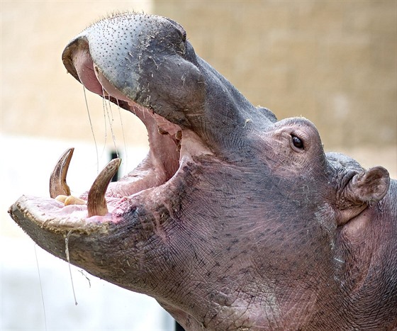 Hroch se zabydluje v Zoo Dvorec.