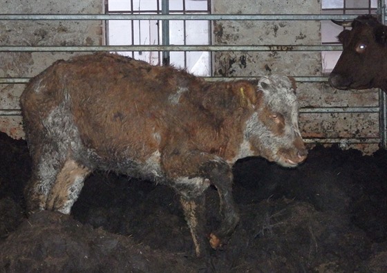 Uvnit kravína chodil zanedbaný a hladový dobytek po kolena v hnoji.