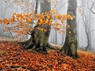 Podzimní les v Kruných horách