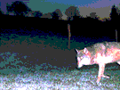 Fotopast zachytila vlka ve Zdoov na Broumovsku v pl páté ráno 9. kvtna 2016...