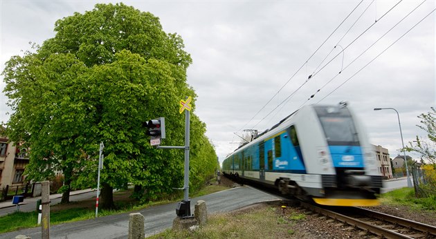 Správa železniční dopravní cesty chce nechat vykácet vzrostlé kaštany v... Správa železniční dopravní cesty chce nechat vykácet vzrostlé kaštany v...