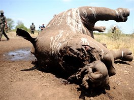 dn pytlk stoj ron ivot stovek nosoroc.