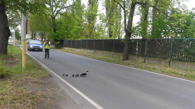 Kachna s mlaty dostala na cestu k ece policejn doprovod.