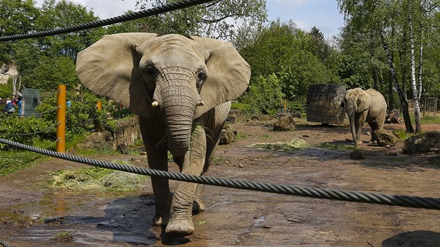 Slonice Ulu ze zlnsk zoo oslavila 20. narozeniny.