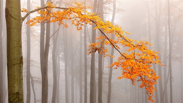 Buk v podzimnm hvu v mlhavch Krunch horch