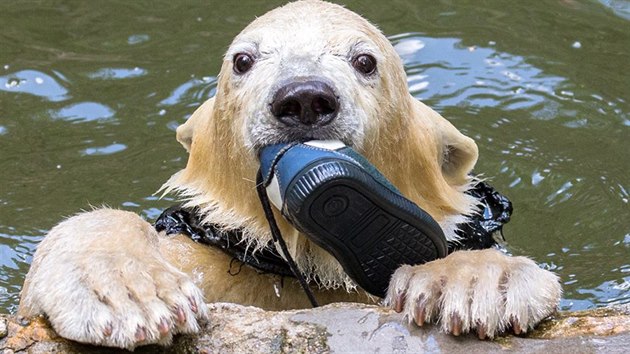 Ledn medvdice Noria z brnnsk zoo si hraje s botou, kter spadla do vbhu.