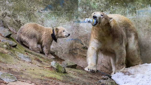 Ledn medvdice Cora z brnnsk zoo si hraje s kelmkem, kter ji spadl do vbhu. Jej dcera Noria m kolem krku omotan lem z epice, kterou roztrhala.