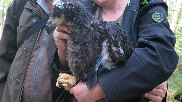 Kroukovn mlat orl moskch na Tachovsku. Na snmku ornitolog Karel Macha. (14. kvtna 2016)
