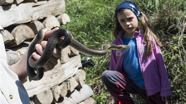 Zoolog a ekolog Mojmr Vlan pi svch exkurzch lidem pomh, aby se zbavili strachu z had.