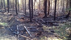 Poár lesa v Rotav na Sokolovsku