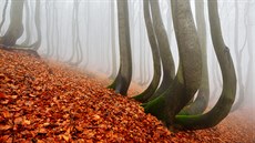 Taneníci  pokroucené stromy v podzimním lese v Kruných horách