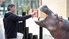 Ředitel Zoo Dvorec Viktor Ambrož krmí hrocha. Ředitel Zoo Dvorec Viktor Ambrož krmí hrocha.
